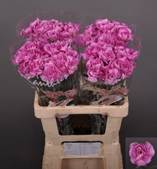 Dianthus Single Lavender Damascus+ 60cm