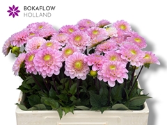 Dahlia Wizard Of Oz 60cm