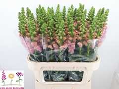 Antirrhinum Opus Pink 75cm