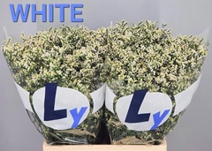 Limonium Sinense Clear Diamond 65cm 25gr.