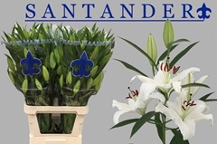 Lily Oriental Santander 100cm 6+