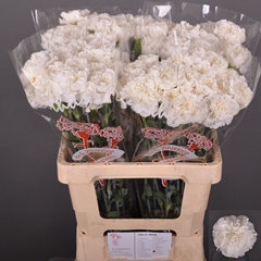Dianthus Single Antarctica 60cm
