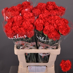 Dianthus Single Sparta+ 60cm