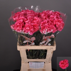 Dianthus Single Cherry Damascus+ 60cm