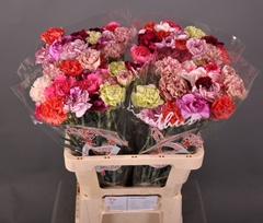 Dianthus Single Mix Per Bunch 60cm