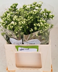 Kalanchoe Crystal White Meadow 40cm