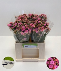 Kalanchoe Taffy Pink Meadow 35cm