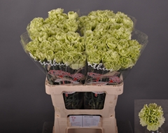 Dianthus Single Green Shot 60cm