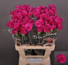 Dianthus Single Loki+ 60cm