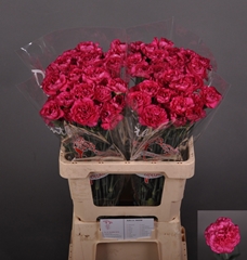 Dianthus Single Puprle Storm+ 60cm