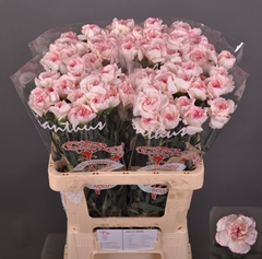 Dianthus Single Pastel Damascus 60cm