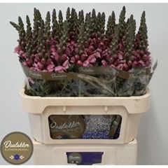 Antirrhinum Potomac Lavender 75cm