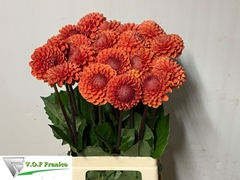 Dahlia Cornel Bronze 70cm