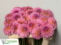 Dahlia Pink Runner 50cm