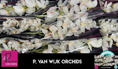 Cymbidium Early White 60cm