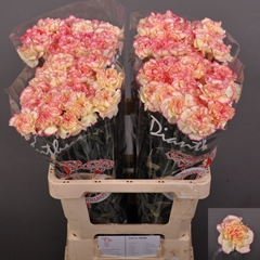 Dianthus Single Spritz 60cm