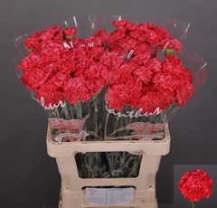 Dianthus Single Juno+ 60cm