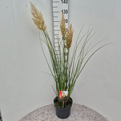 Cortaderia Pumila 26Ø 110cm