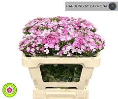 Dianthus Barb Rose Magic 50cm