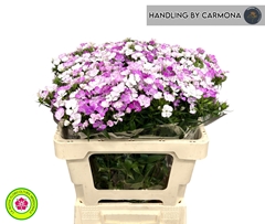 Dianthus Barb Rose Magic 55cm