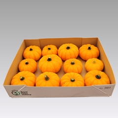 Cucurbita Pepo Jack Be Little 9cm