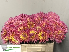 Dahlia Karma Sangria 50cm