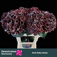 Hydrangea Dark Ruby Classic 60cm 16-18cm Hd