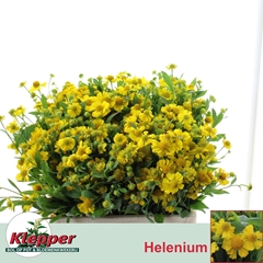 Helenium Kanaria 60cm