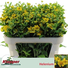 Helenium Kanaria 70cm
