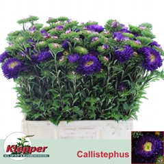 Callistephus Azumi Xl Blue 60cm
