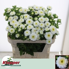 Callistephus Azumi Xl White 70cm