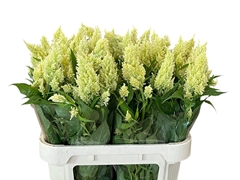 Celosia Sunday Green 80cm
