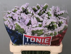 Limonium Sinuatum Sera Sun Birds 60cm 20gr.