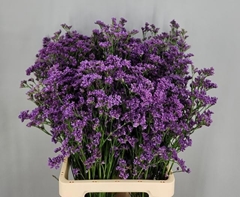 Limonium Sinense Kansas Blue 70cm 40gr.