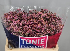 Limonium Sinense Anouchka Diamond 55cm 15gr.