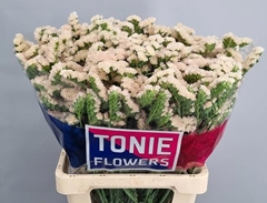 Limonium Sinuatum Apricot Sun Birds 70cm 55gr.