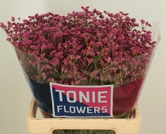Limonium Sinense China Red 65cm 25gr.