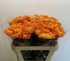 Chrysanth Single Astro 70cm 75gr.