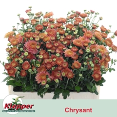 Chrysanth Spray Blenda Salmon 55cm 65gr.