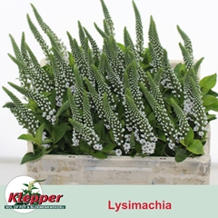 Lysimachia Moonlight 50cm
