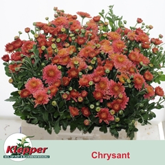 Chrysanth Spray Blenda Salmon 60cm 65gr.