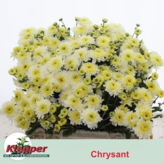 Chrysanth Spray Blenda White 55cm 55gr.