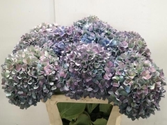 Hydrangea Pimpernel Classic 80cm 22-24cm Hd