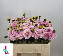 Dahlia Wizard Of Oz 50cm