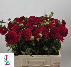 Dahlia Red Cap 55cm