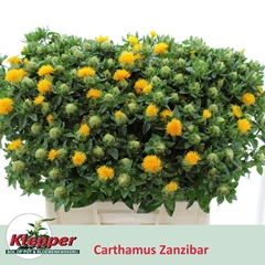 Carthamus Zanzibar 60cm
