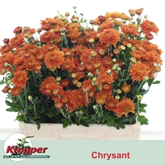 Chrysanth Spray Blenda 55cm 65gr.