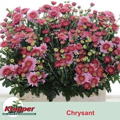 Chrysanth Spray Blenda 60cm 65gr.
