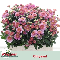 Chrysanth Spray Blenda 55cm 65gr.