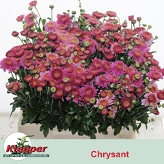 Chrysanth Spray Blenda Purper 60cm 60gr.